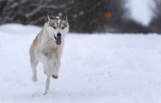 Ancient Siberian dogs relied on humans to eat fish