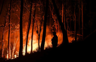 Violent resumption of forest fires in central Portugal