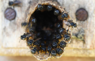 [PHOTOS] Honey from stingless bees increasingly sought...