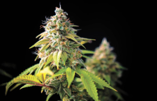 Cannabis-containing edibles: A claimed analysis