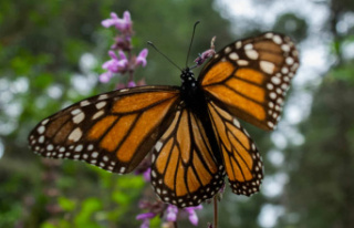 The migratory Monarch on the endangered species list