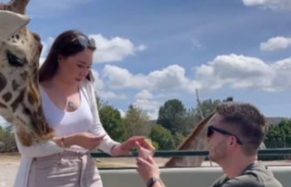 Her engagement request interrupted by a giraffe