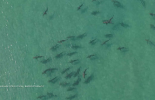 Watch out for sharks near US beaches