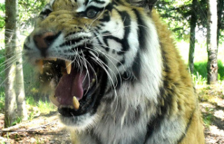 The Saint-Félicien zoo has only one tiger left