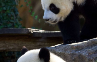 [PHOTOS] Adorable panda twins celebrate their first...