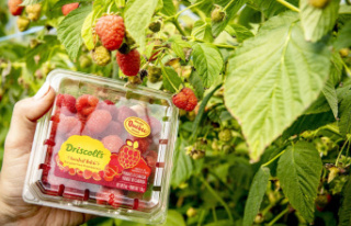 The giant Driscoll’s arrives: American raspberries...