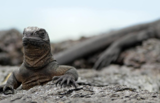 Iguanas that disappeared a century ago are breeding...