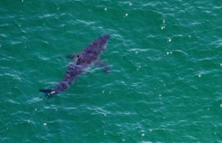'Extremely rare': blue shark attacks diver