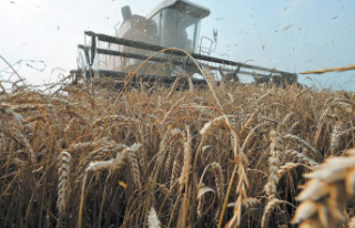 Russia suspends participation in Ukrainian grain export...