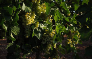 The aid program for the wine sector will have 202.1...