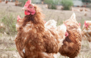 Avian flu: England imposes confinement of poultry