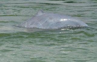Cambodia: towards the creation of endangered dolphin...