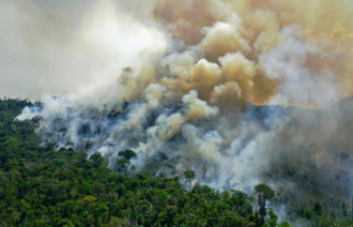 Amazon: 150% jump in deforestation in December, Bolsonaro's...