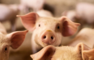 Thanks to a synthetic fabric, pigs regain their erection