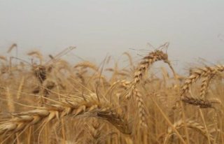 Brussels extends ban on Ukrainian grain in neighboring...