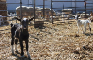 Castilla-La Mancha repeals requirements for slaughterhouses...