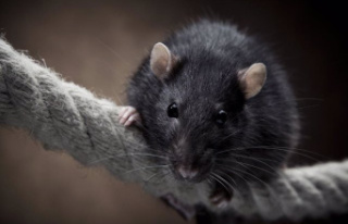 RELEASE: What is the best poison for rats?