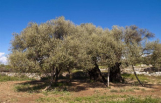 The OCU denounces that the price of olive oil is "skyrocketing",...