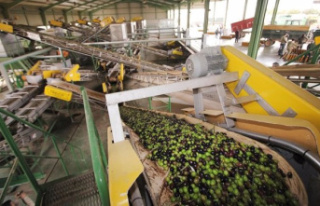 Agriculture estimates final stocks of olive oil at...