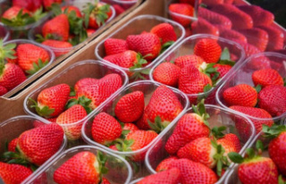 La Unió denounces a second detection of strawberries...