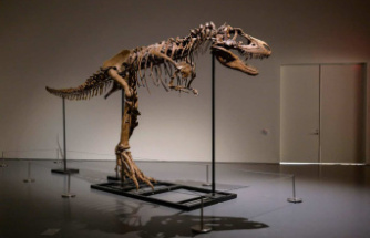 A rare dinosaur skeleton soon to be auctioned in New York
