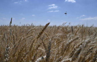 Wheat, an essential cereal and diplomatic weapon, at the heart of the food crisis