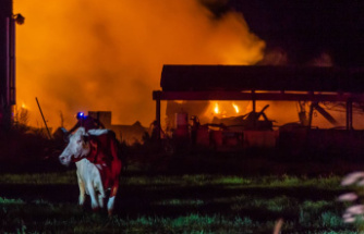 [PHOTOS] 115 dairy cows perish in a farm fire in Montérégie