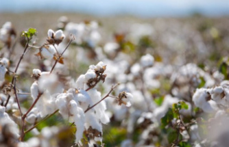 RELEASE: The EUCOTTON initiative: this is how European cotton creates a trend in fashion traceability