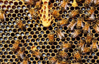 Beekeepers from Extremadura warn of an "uncertain" honey production after an "overflowing swarm" in March and April